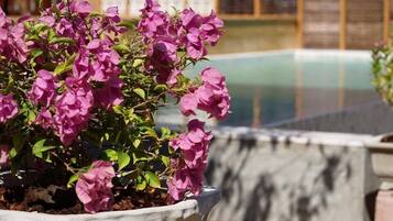 A potted bougainvillea plant with pink flowers in a white pot.