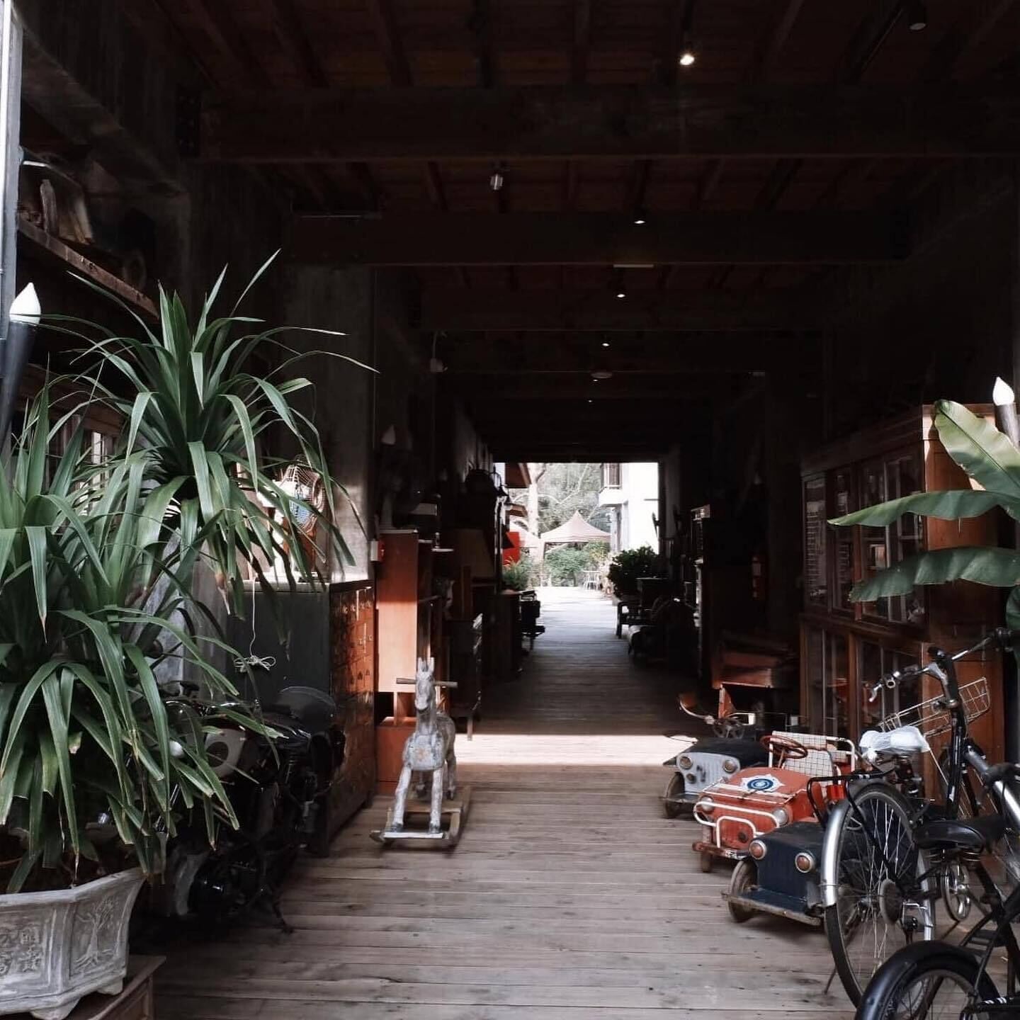 A narrow corridor with wooden flooring, flanked by potted plants and bicycles.