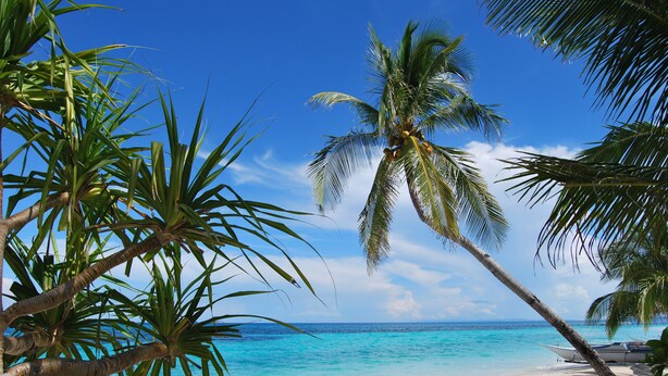 Een strand met helder turquoise water, palmbomen en een boot in het zand.