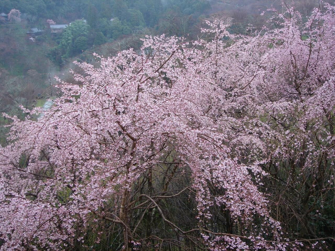 A landscape with cherry blossoms.