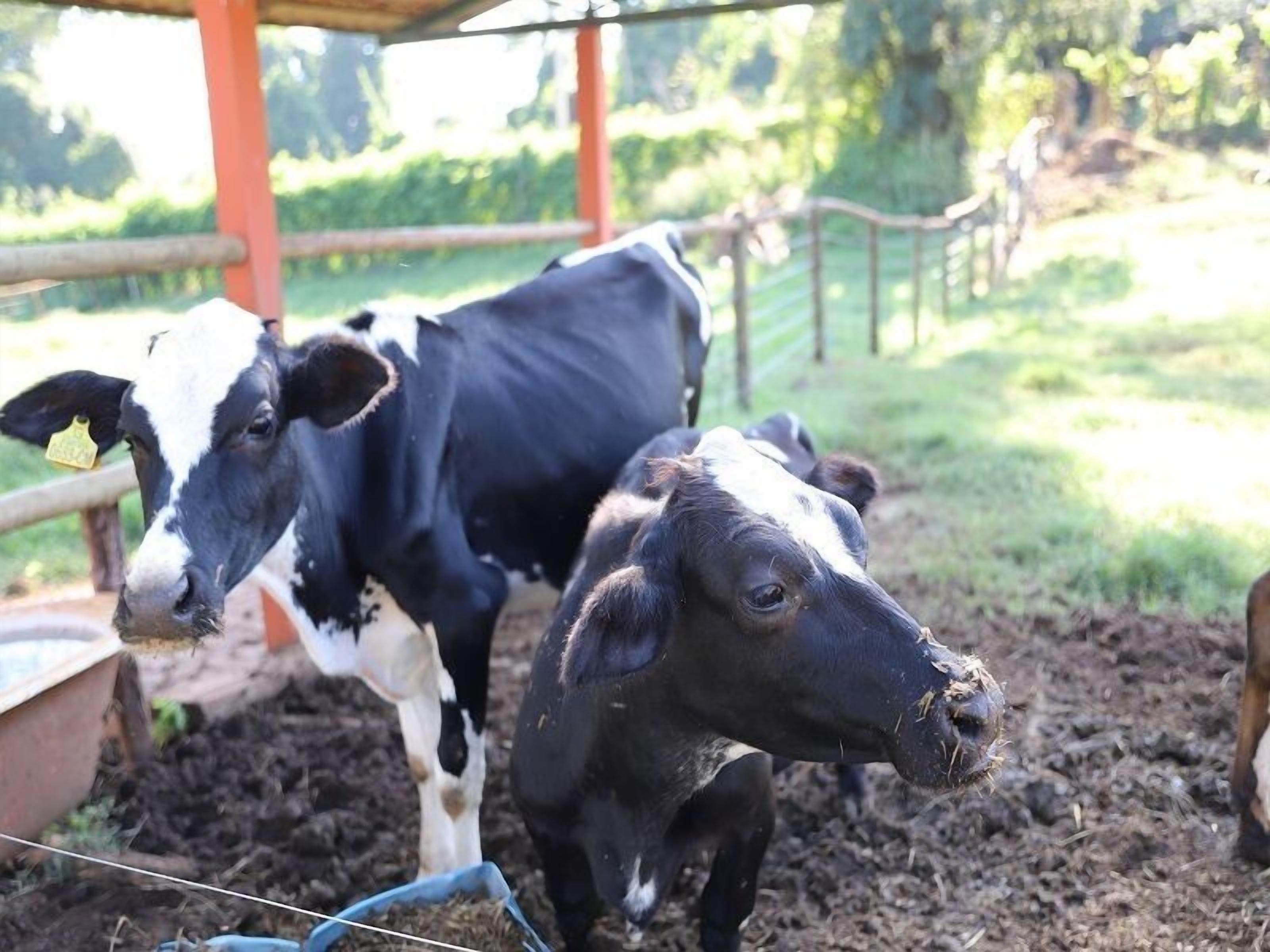 Una vaca con una etiqueta en la oreja, parada en un área cercada con suelo de tierra.