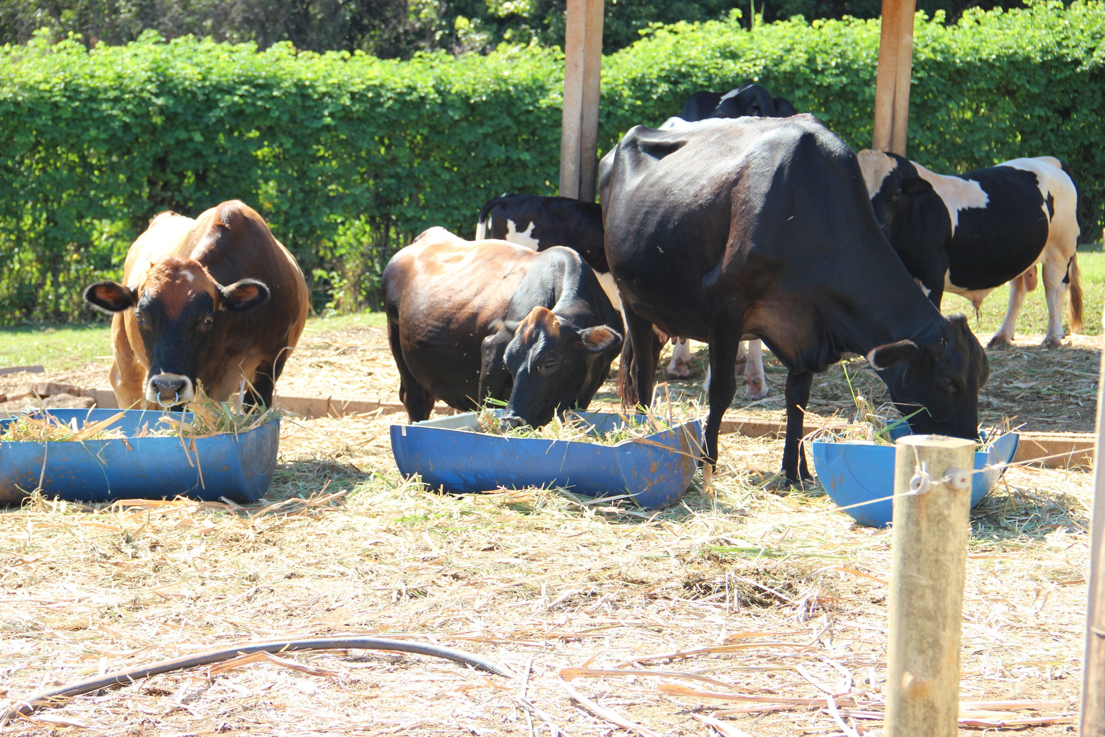 A group of cows eating from blue troughs in a fenced area with hay on the ground.