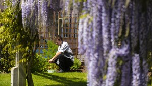 Eine Person gärtnert in einem üppigen Garten mit violetten Blumen und einem Holzzaun im Hintergrund.