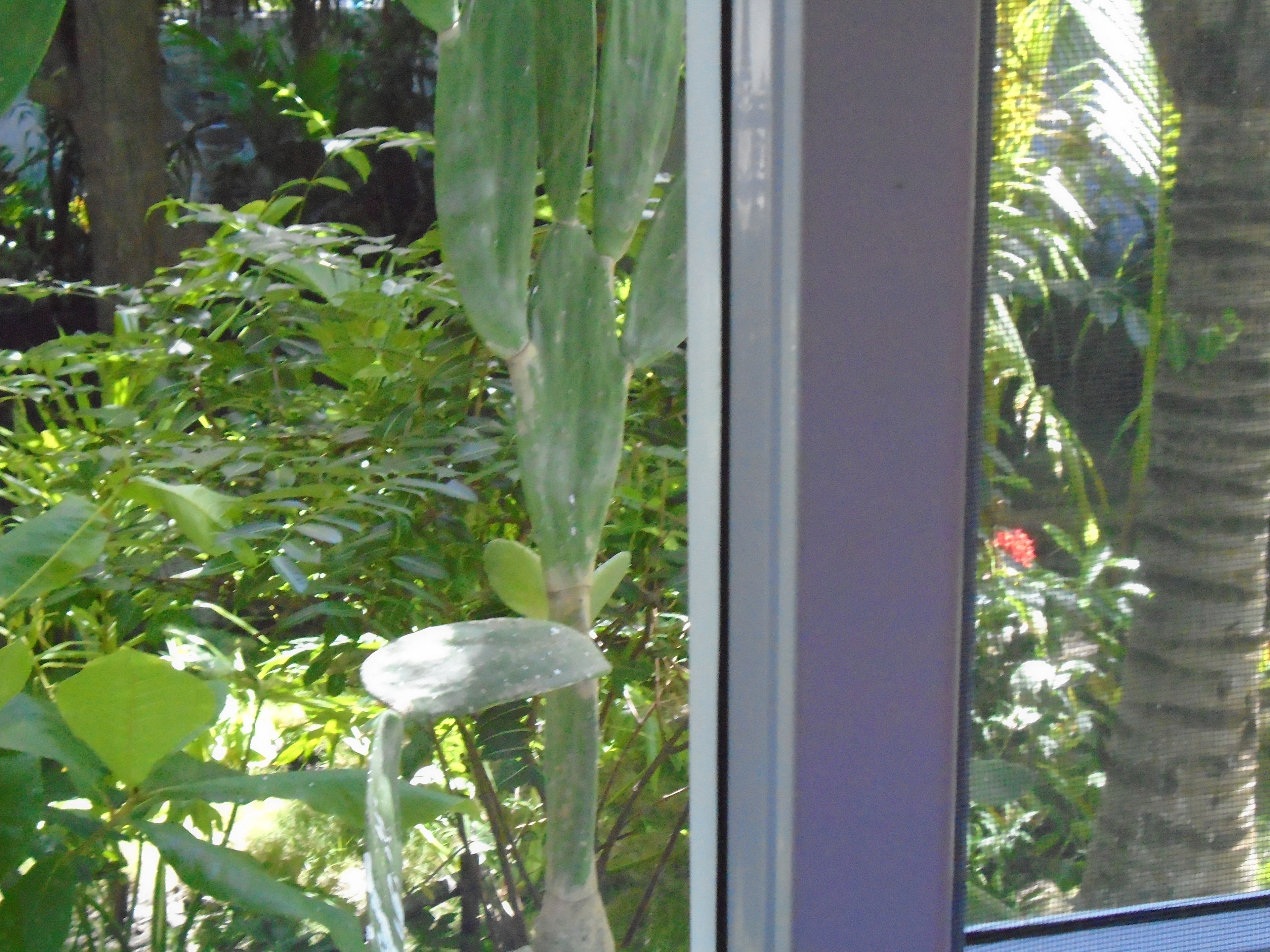 Photo - Marbella Eco Lodge