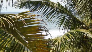 A view through palm leaves towards the ocean.