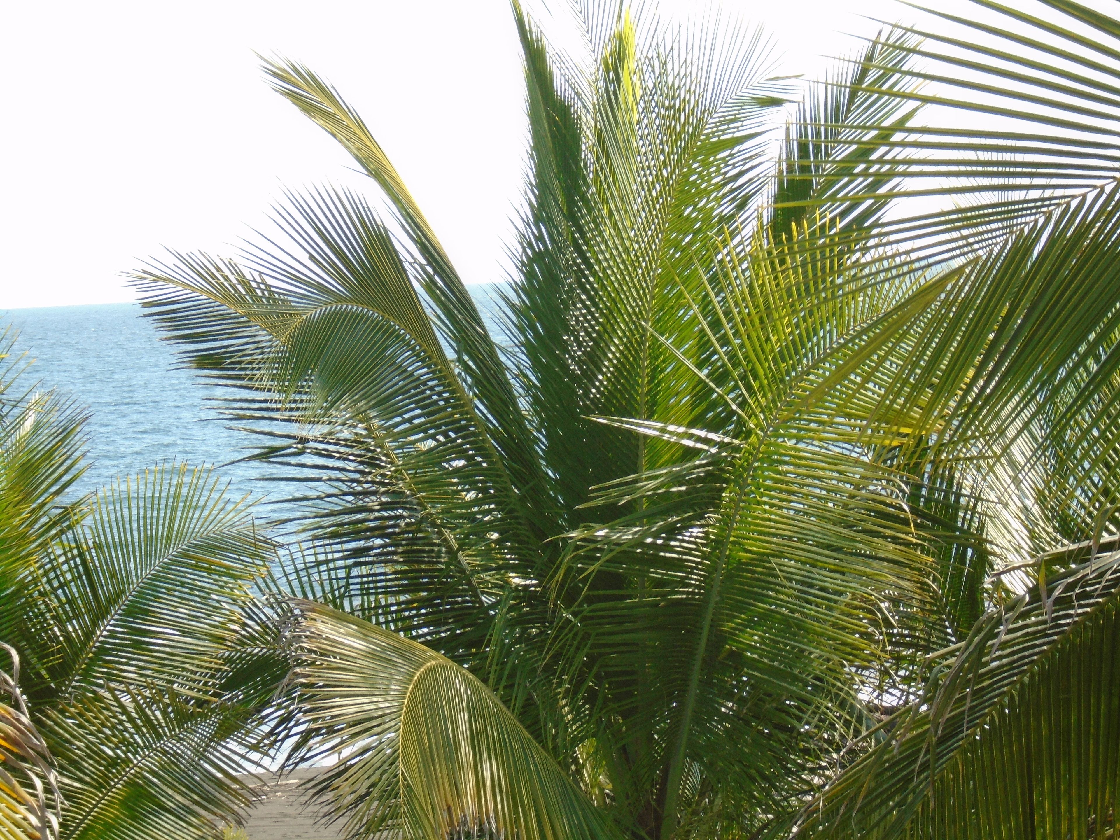 Photo - Marbella Eco Lodge