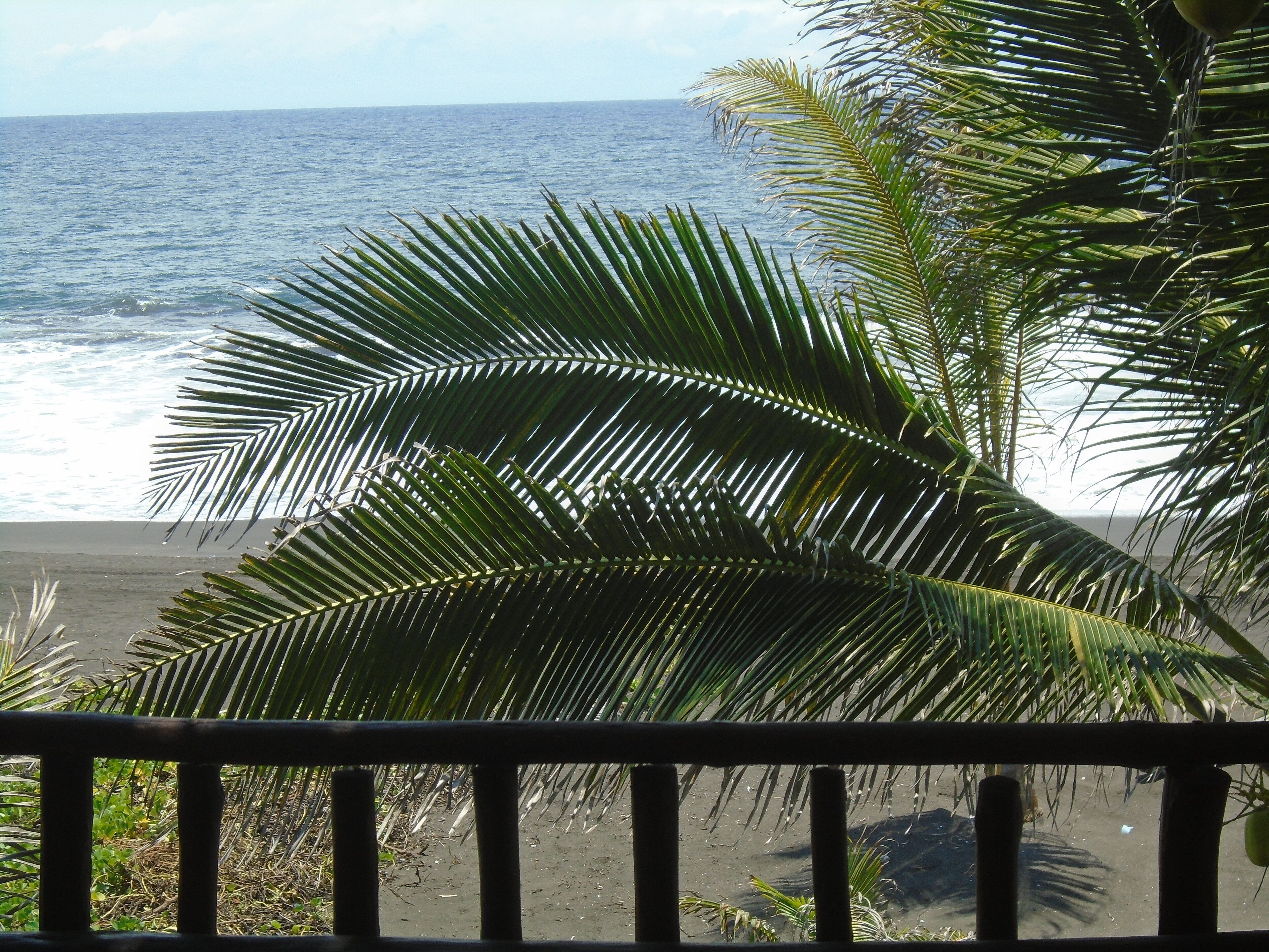 Vista del océano con palmeras al frente.