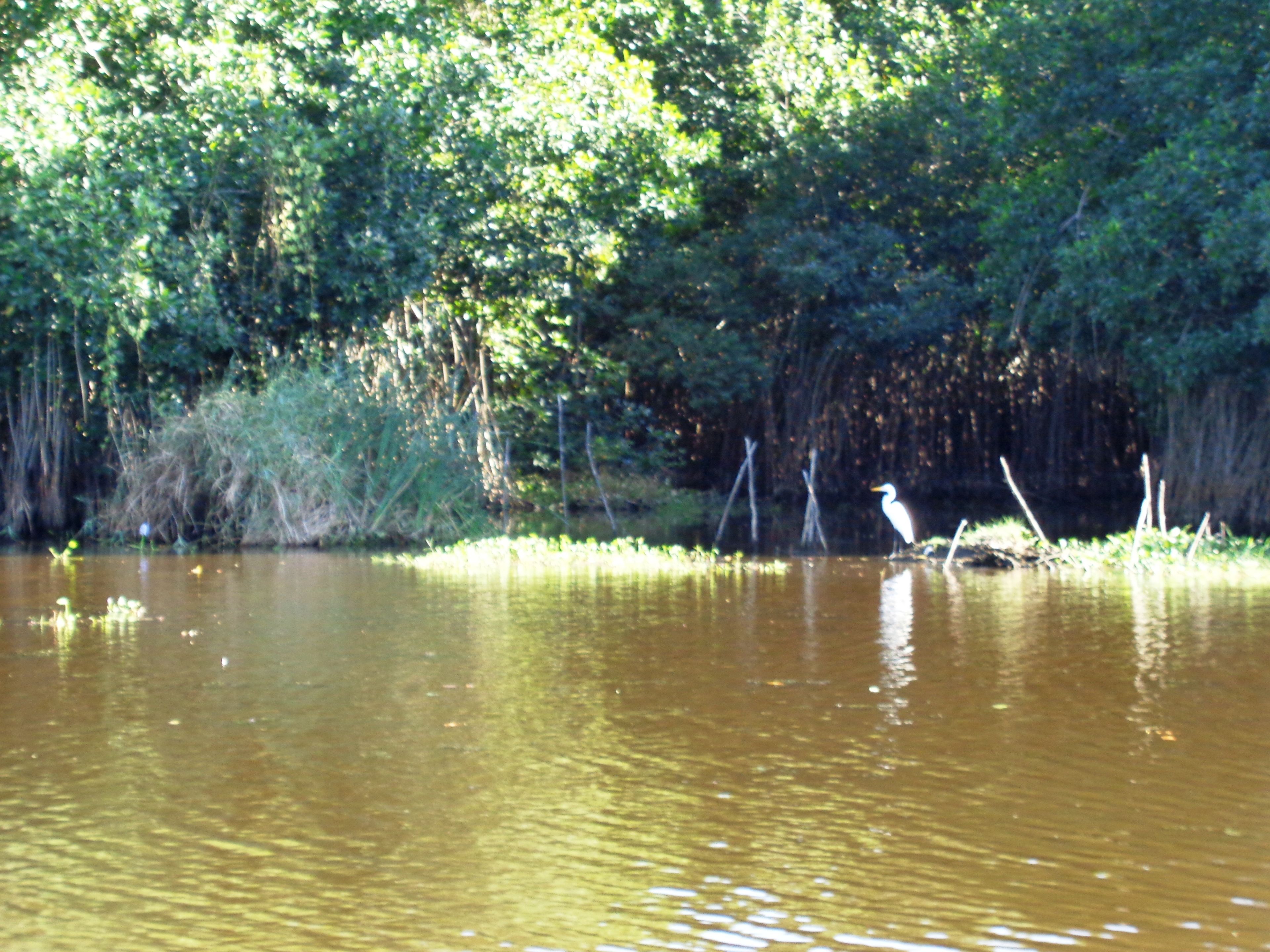 Un río tranquilo con un ave blanca posada en la orilla.