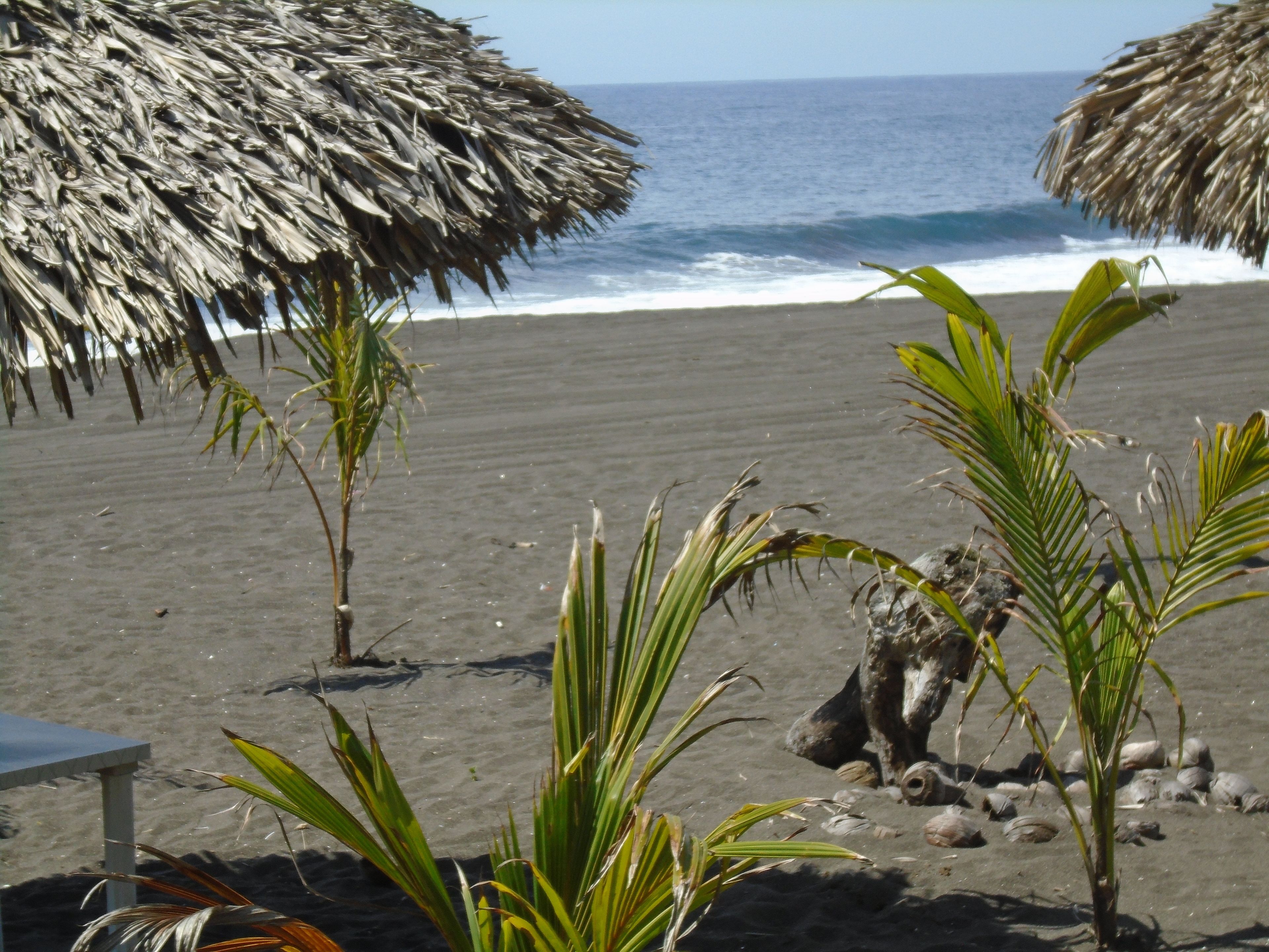 A beach with thatched umbrellas and palm trees.