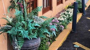 Un edificio con tres ventanas y una planta en maceta al frente.