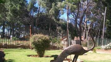 A giraffe in a fenced enclosure with trees and grass.