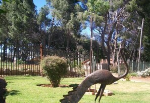 Garden - Aligeo Guest House (Senqu)
