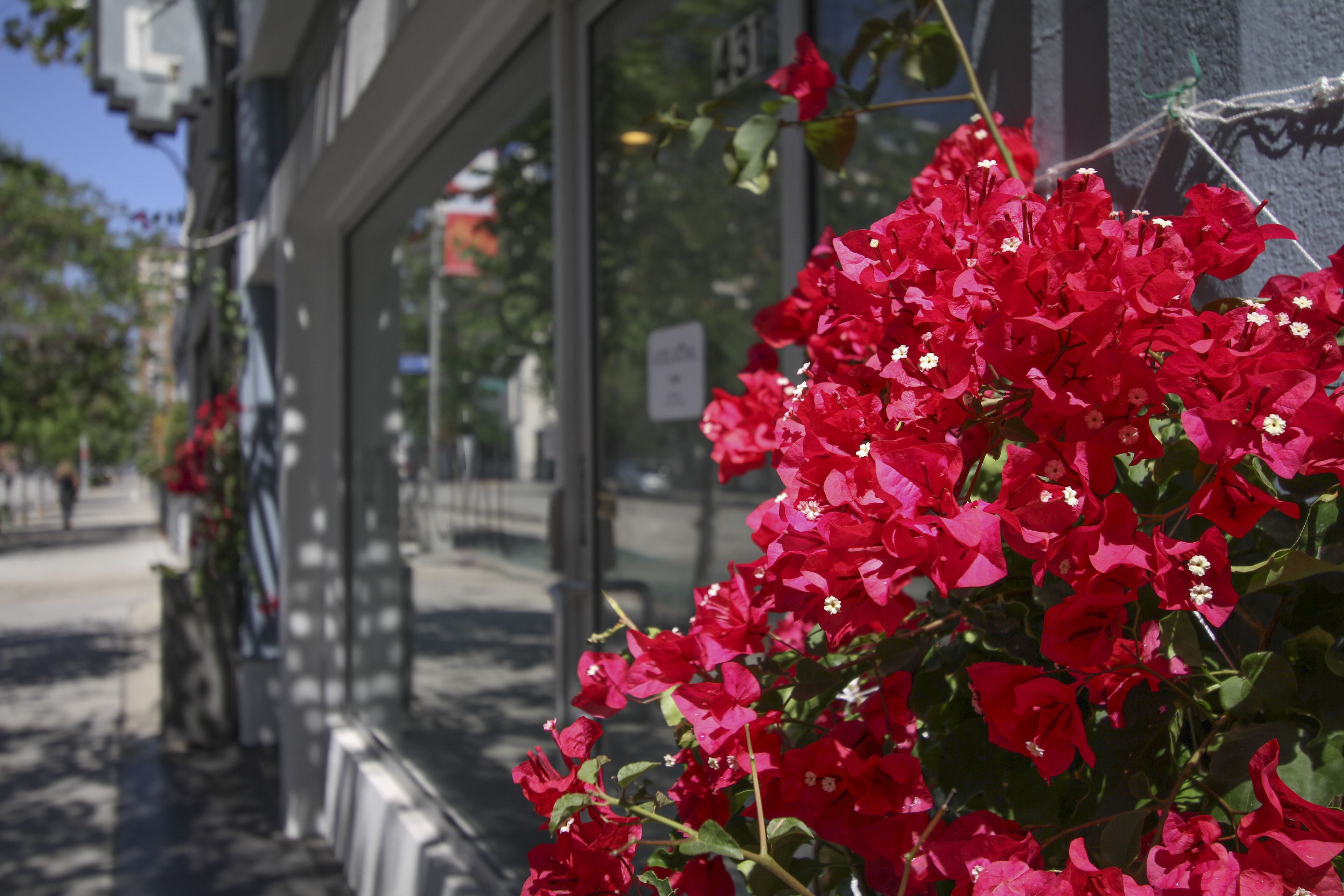 Straatbeeld met rode bloemen op de voorgrond, een voetpad en een gebouw met grote ramen.