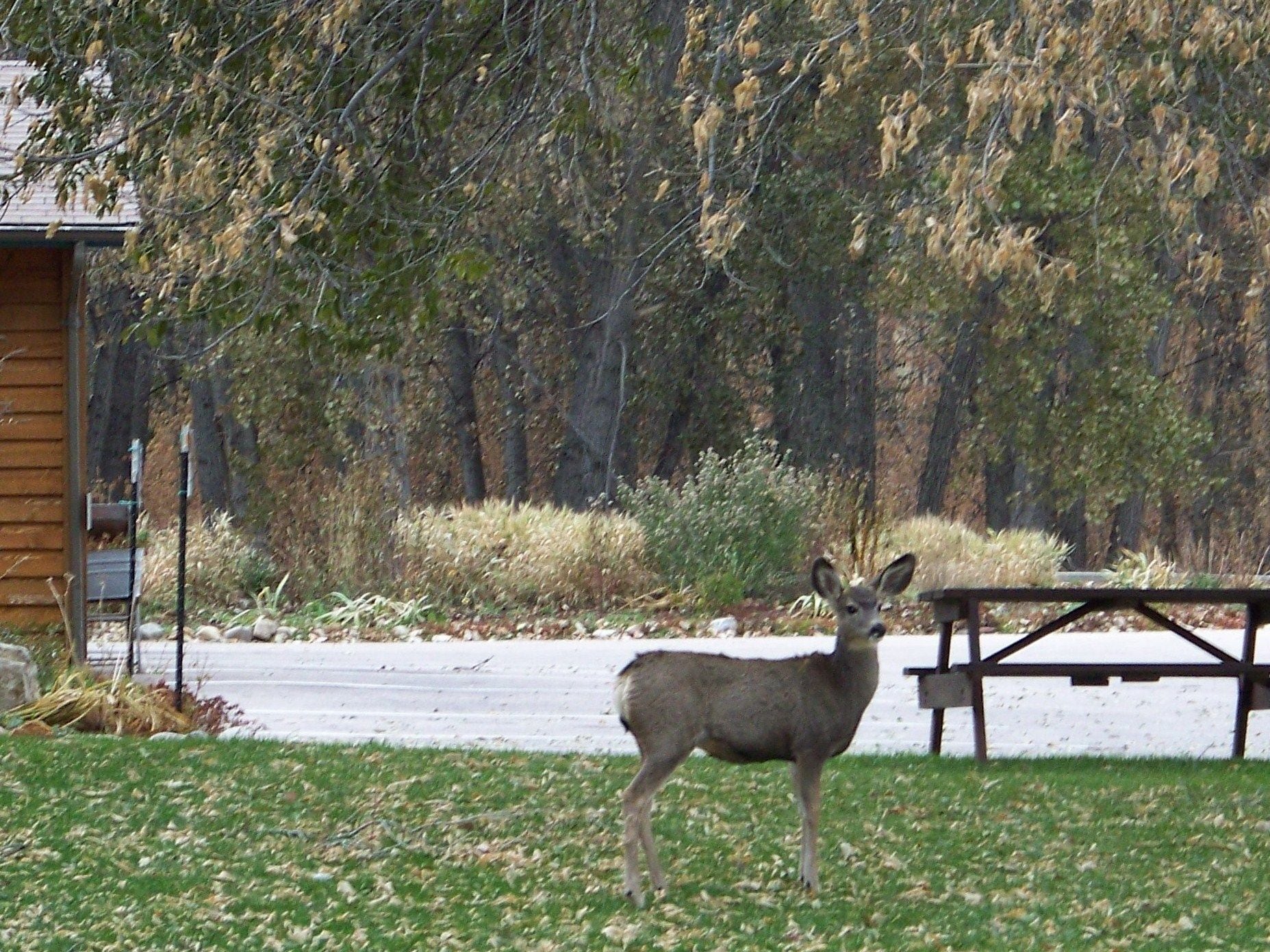 A deer standing in a grassy area with a wooden cabin and a picnic table in the background.