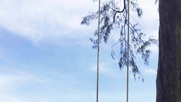 A beach scene with a tree trunk and a swing made of a wooden plank. - Private Pool Villas Phuket - Mandala Arnalia (Choeng Thale)