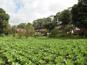 Garden - Morning Glory Inn (Kalaw)
