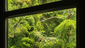 Een raam met uitzicht op weelderige groene begroeiing en een metalen hekwerk.