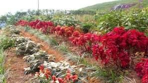 Lối vào nơi lưu trú
