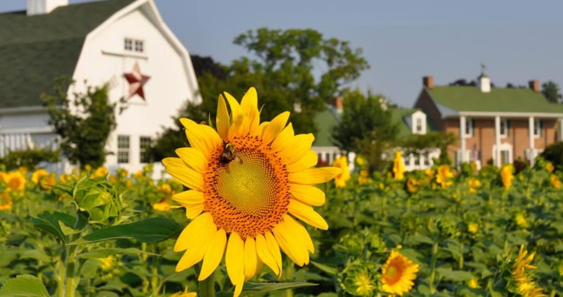 Un champ de tournesols avec, en arrière-plan, un bâtiment blanc sur lequel on distingue une étoile rouge.