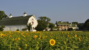 A large white barn with a star on the side, surrounded by a field of sunflowers, and a large house with a green roof in the background.