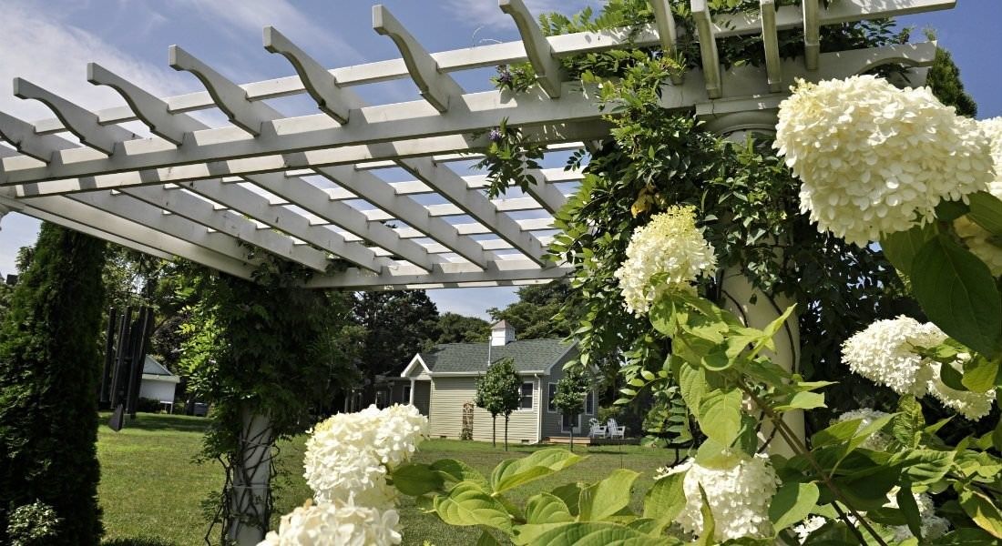 Une pergola blanche dans un jardin, agrémentée de fleurs d’hortensia blanches, avec une maison en arrière-plan.