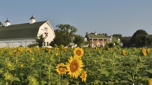 A sunflower field with a white barn and a large house in the background.