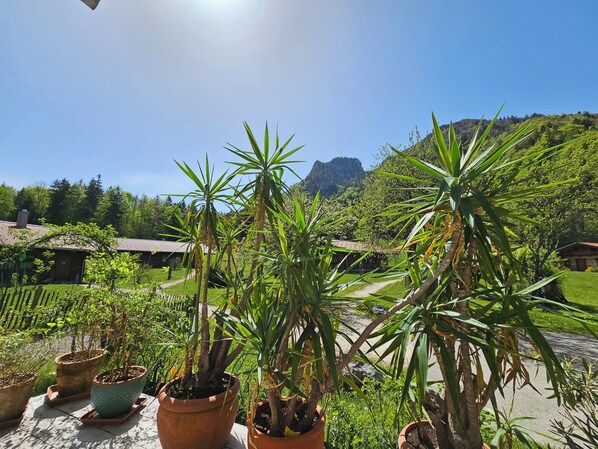Un jardín con plantas en macetas y un camino que lleva a un edificio.
