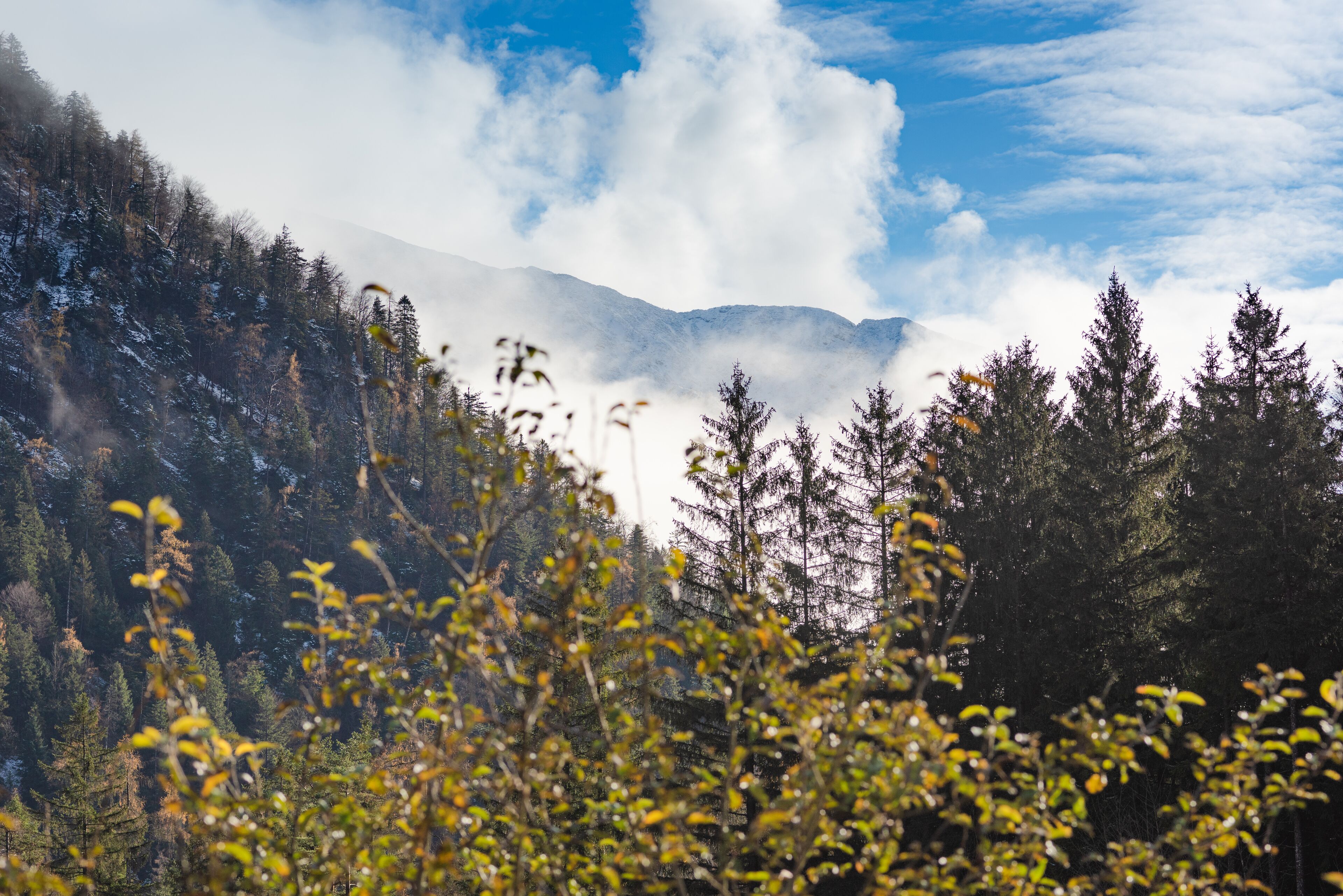 Un paysage montagneux, avec une forêt dense et un ciel dégagé.