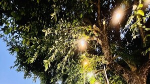 A well-maintained grassy area with a large tree and a building with multiple floors and balconies in the background. - Bualinn Resort Nongkhai (Nong Khai)