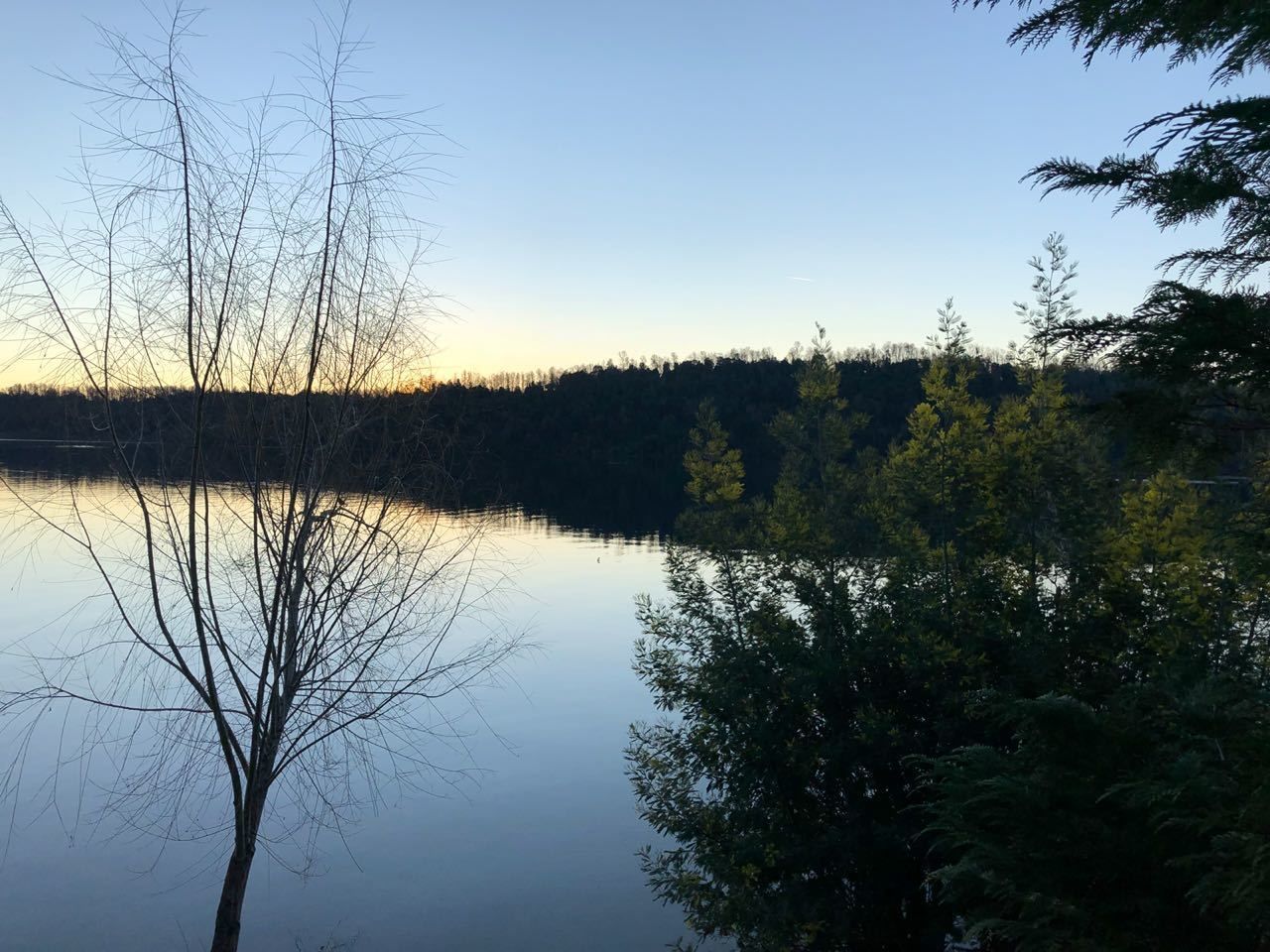Un lago tranquilo con un árbol en primer plano y una orilla boscosa al fondo.