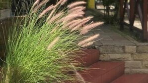 A patio area with a green umbrella, a stone bench, and a potted plant with tall grass. - Hotel Resi San Bernardo (San Bernardo del Tuyú)