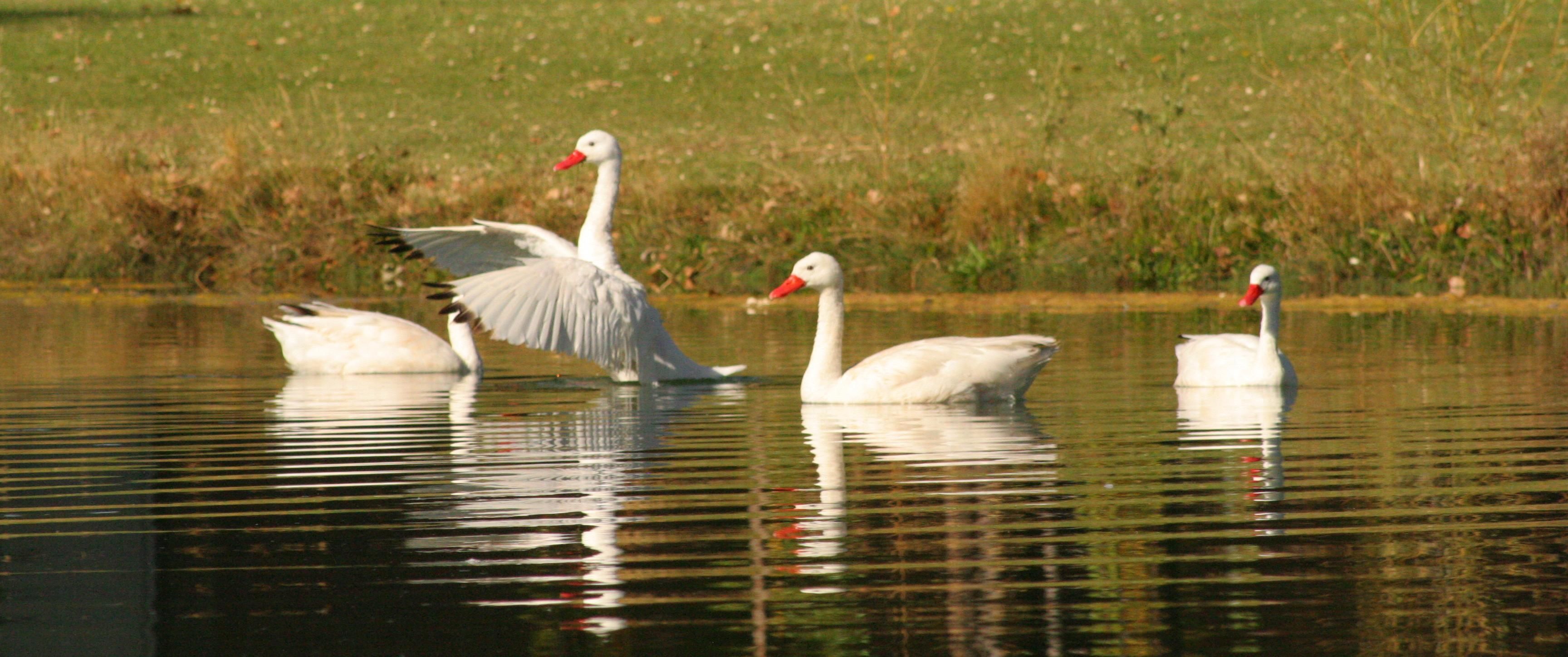 Three swans in a calm body of water with a grassy background.