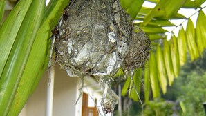 Un nid d’oiseau suspendu à une feuille de palmier, une clôture blanche et un jardin avec un sentier.