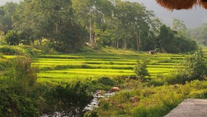 Un paisaje exuberante y verde con campos escalonados y una construcción de techo de paja.