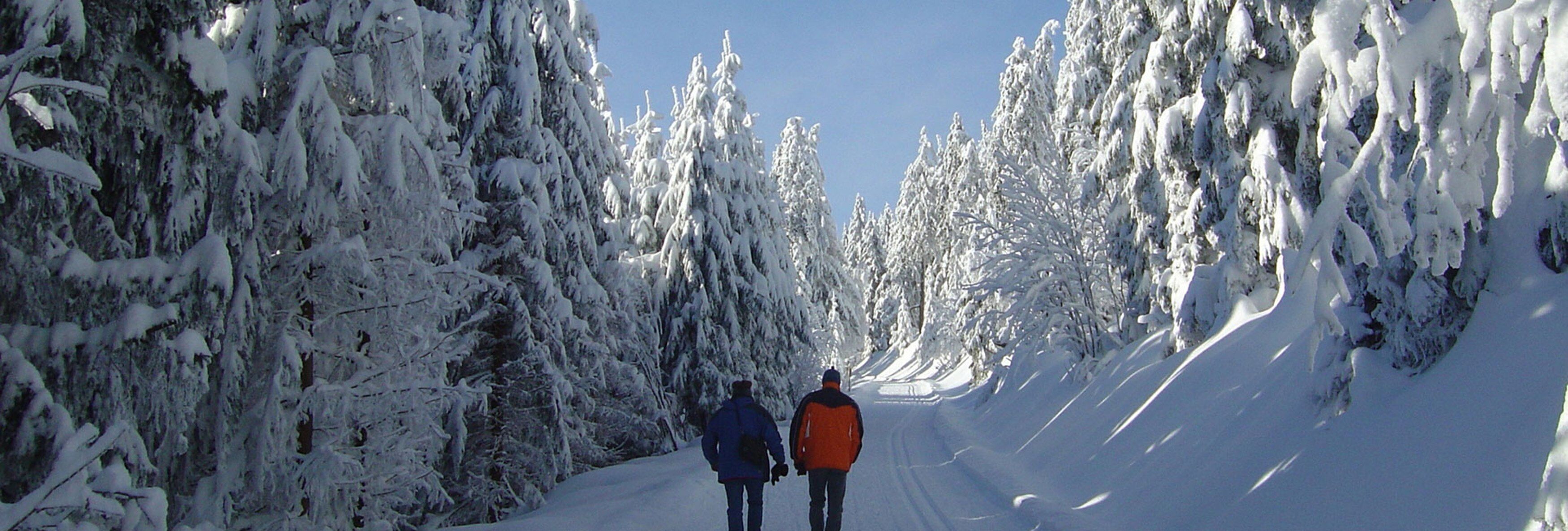Una carretera plena de neu, flanquejada per arbres carregats de neu.