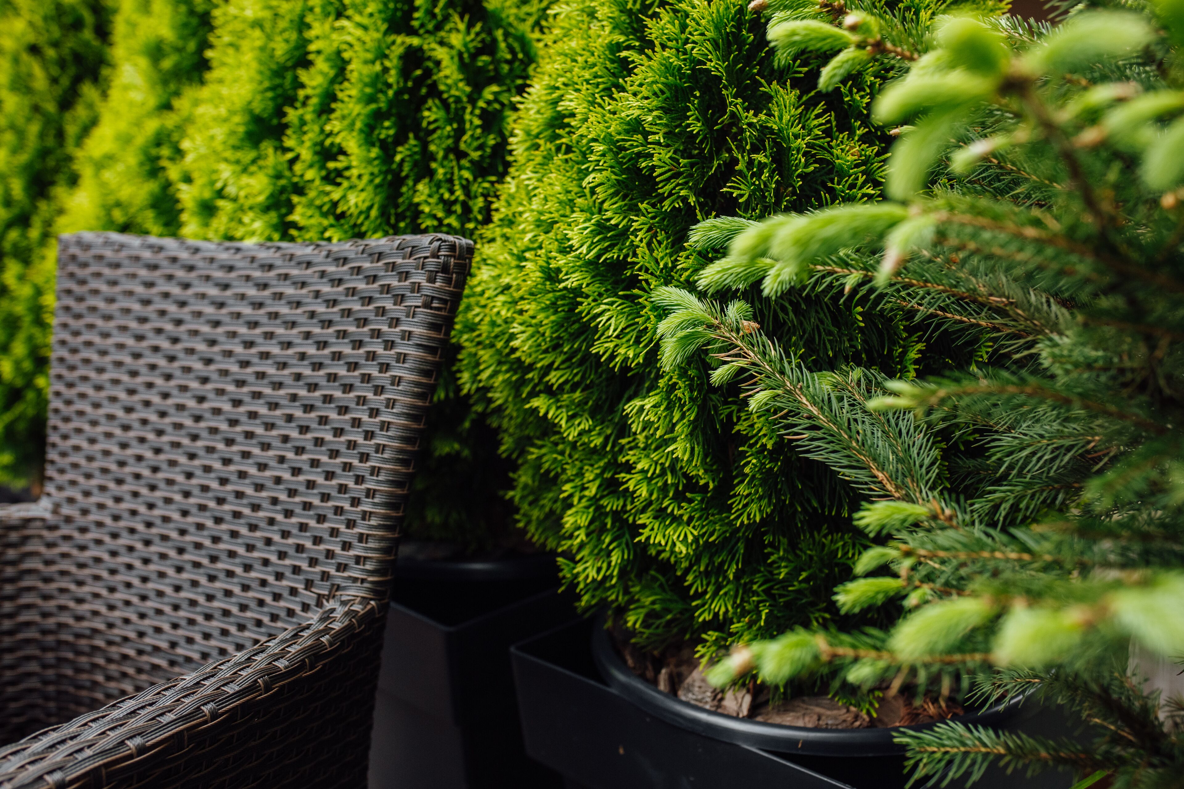 Une chaise en osier et un arbre conifère en pot.