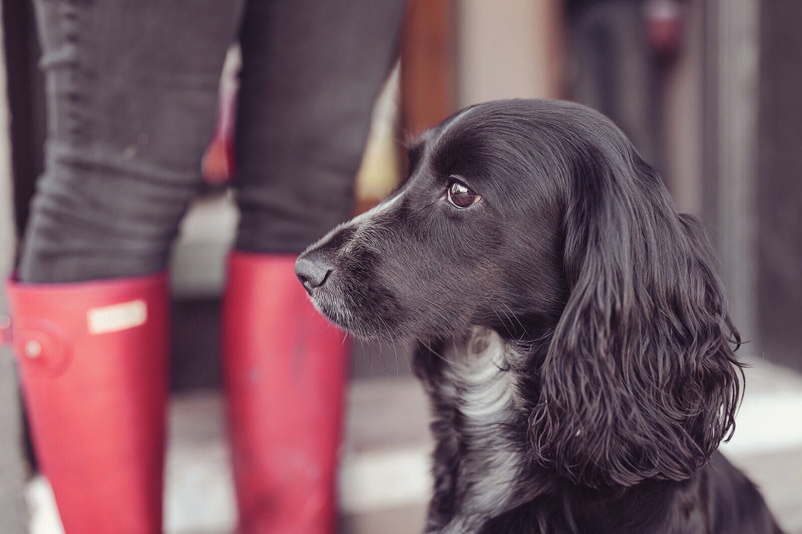 A black dog with long, wavy fur, sitting indoors.