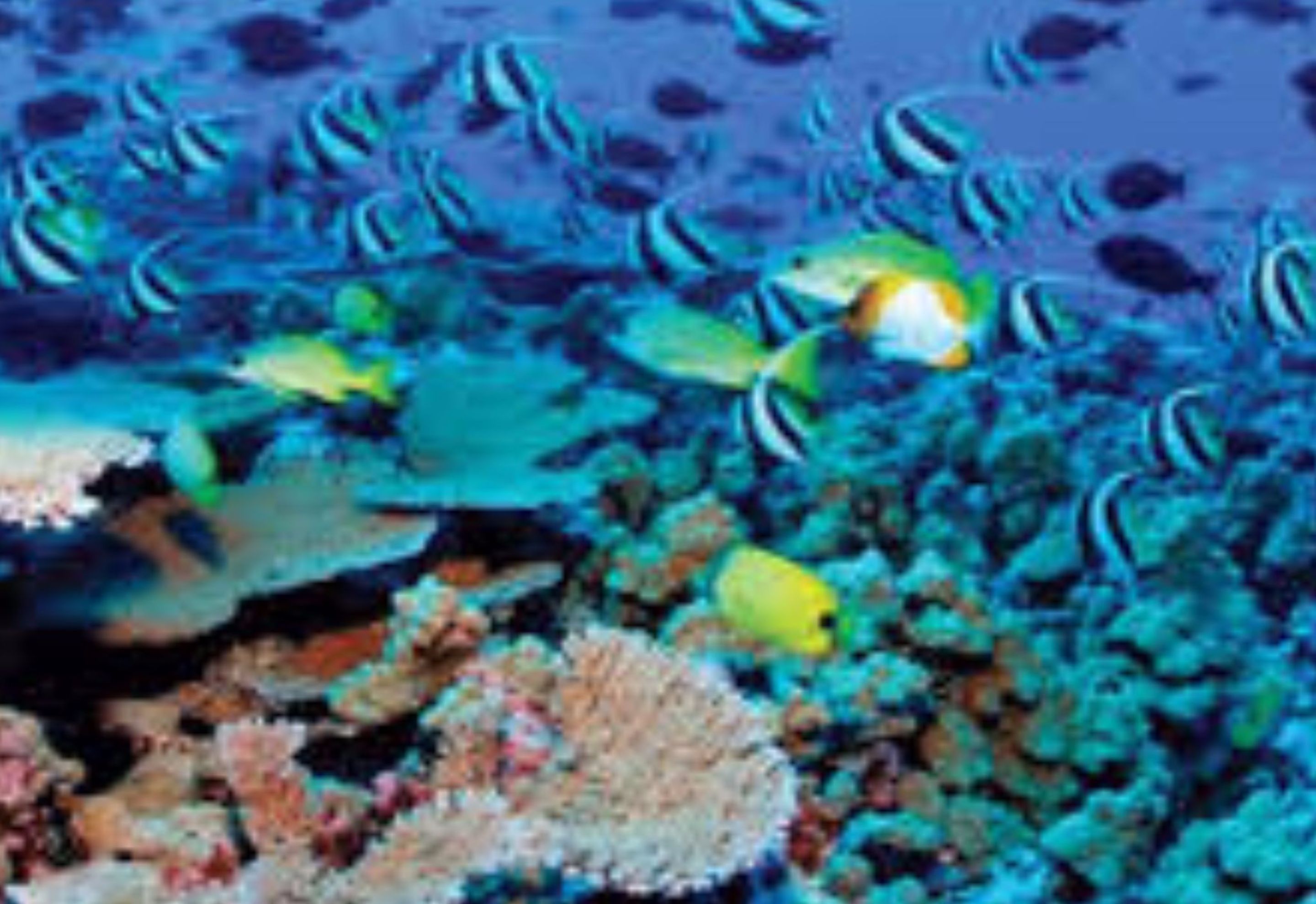 A coral reef with various fish species, including yellow and black striped fish.