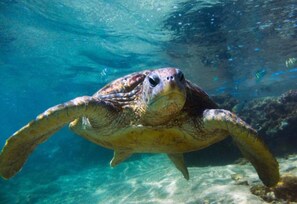 A sea turtle swimming underwater. - Villa 46 (Hikkaduwa)