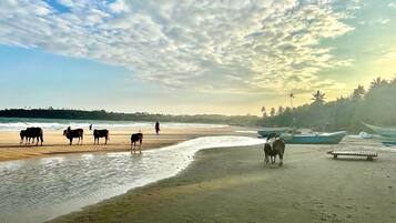 A beach with cattle, boats, and a person walking.