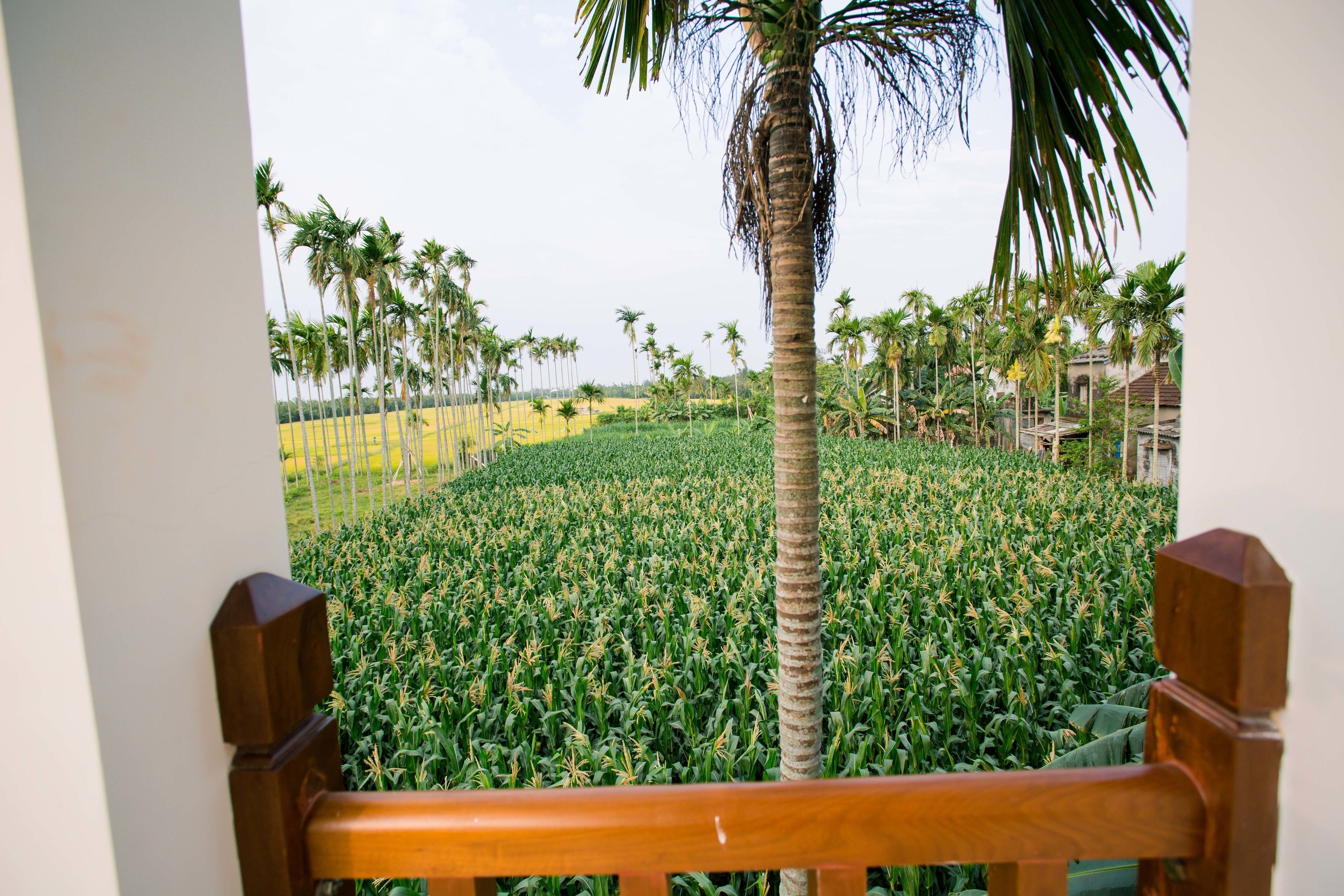 Photo - New Sunshine Homestay