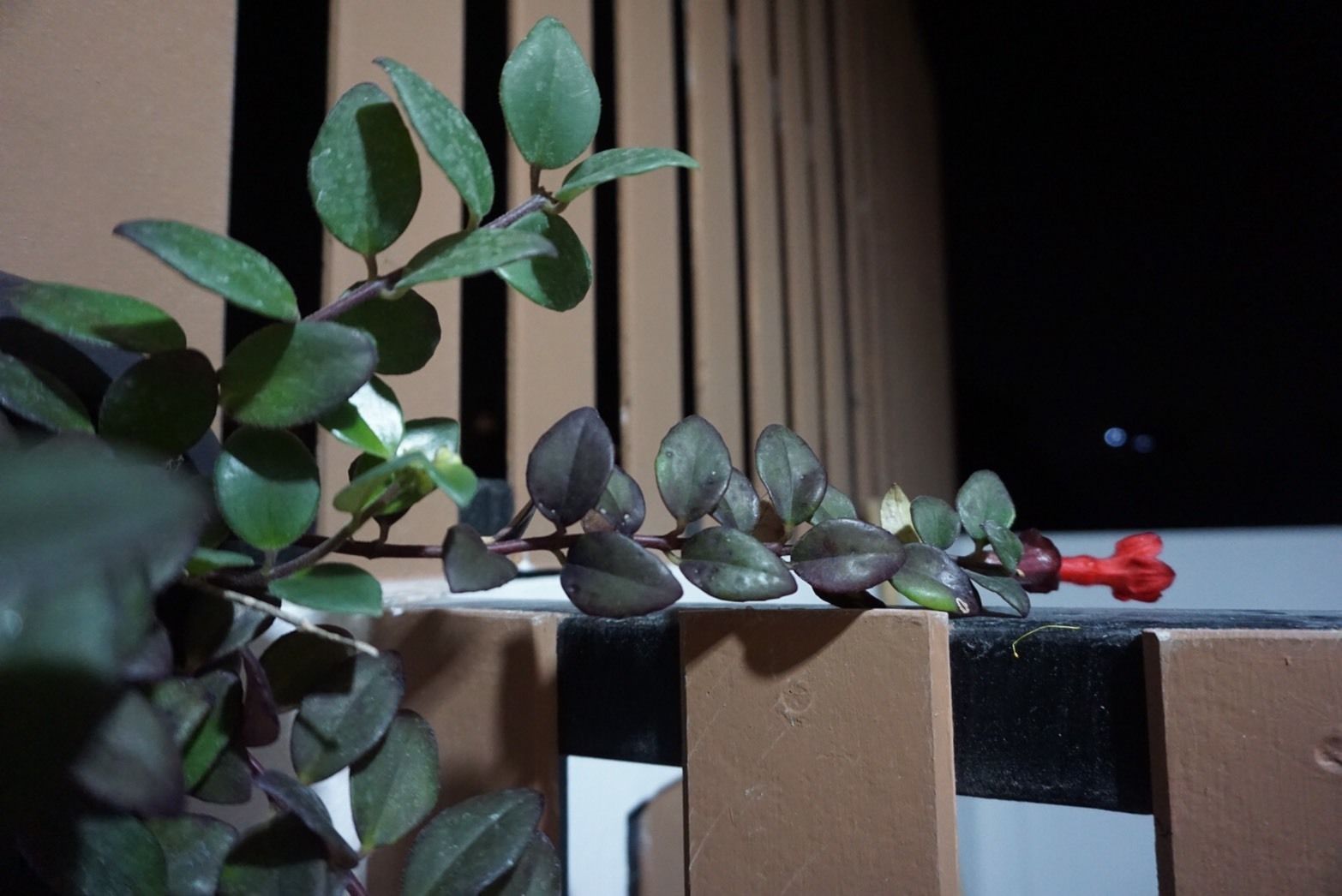 Foto - Sureena Hotel