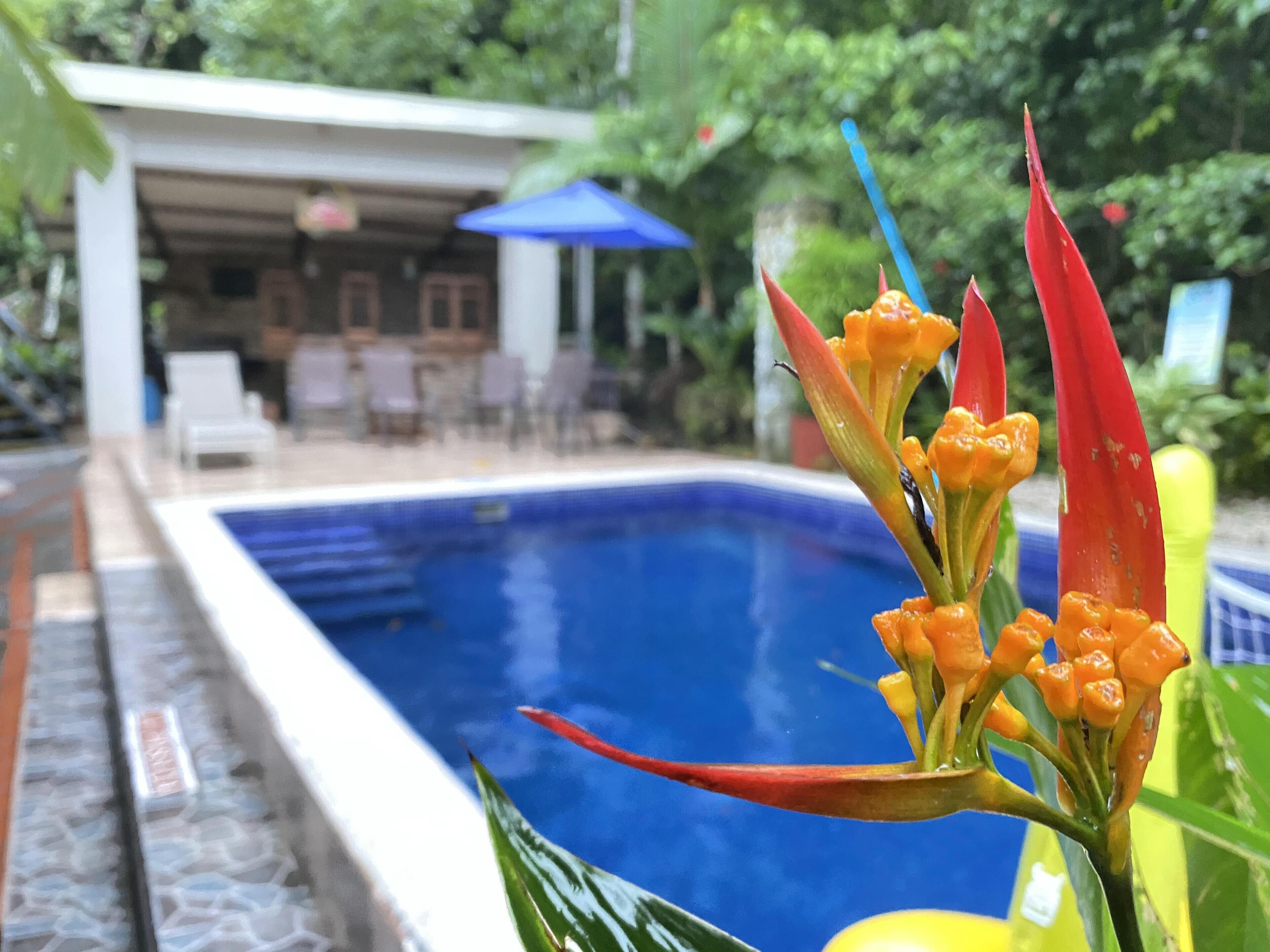 A swimming pool with a clear blue water surface, surrounded by a poolside area with lounge chairs and a covered seating area.
