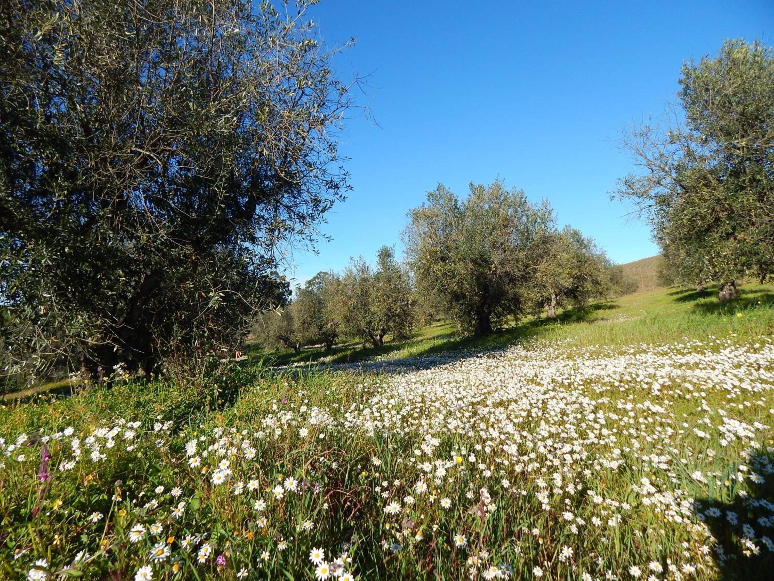 A field of white flowers with trees in the background.
