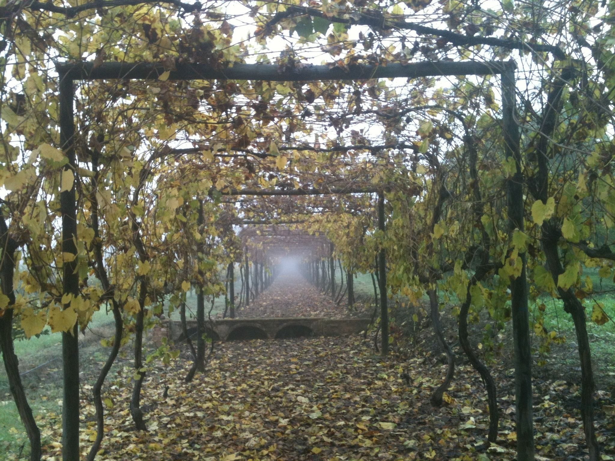 Un sendero que atraviesa una pérgola con enredaderas y hojas, conduciendo a un puente sobre el agua.