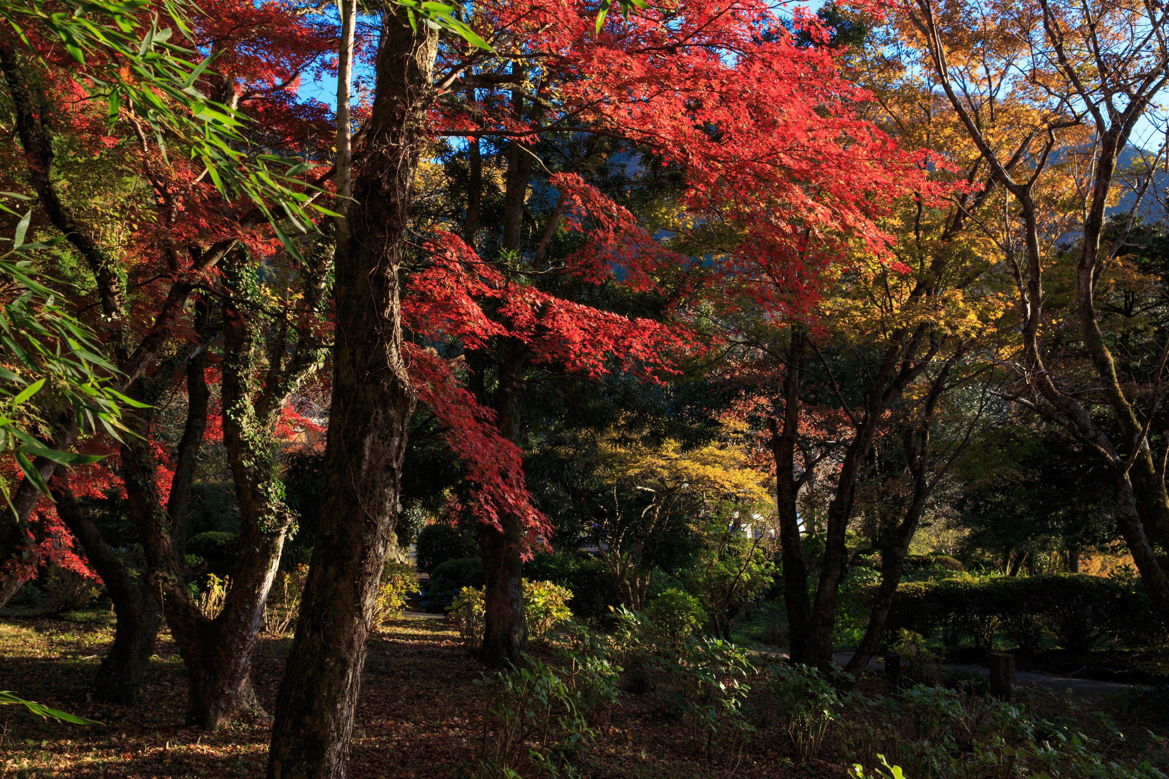 A forested area with trees displaying autumn foliage.