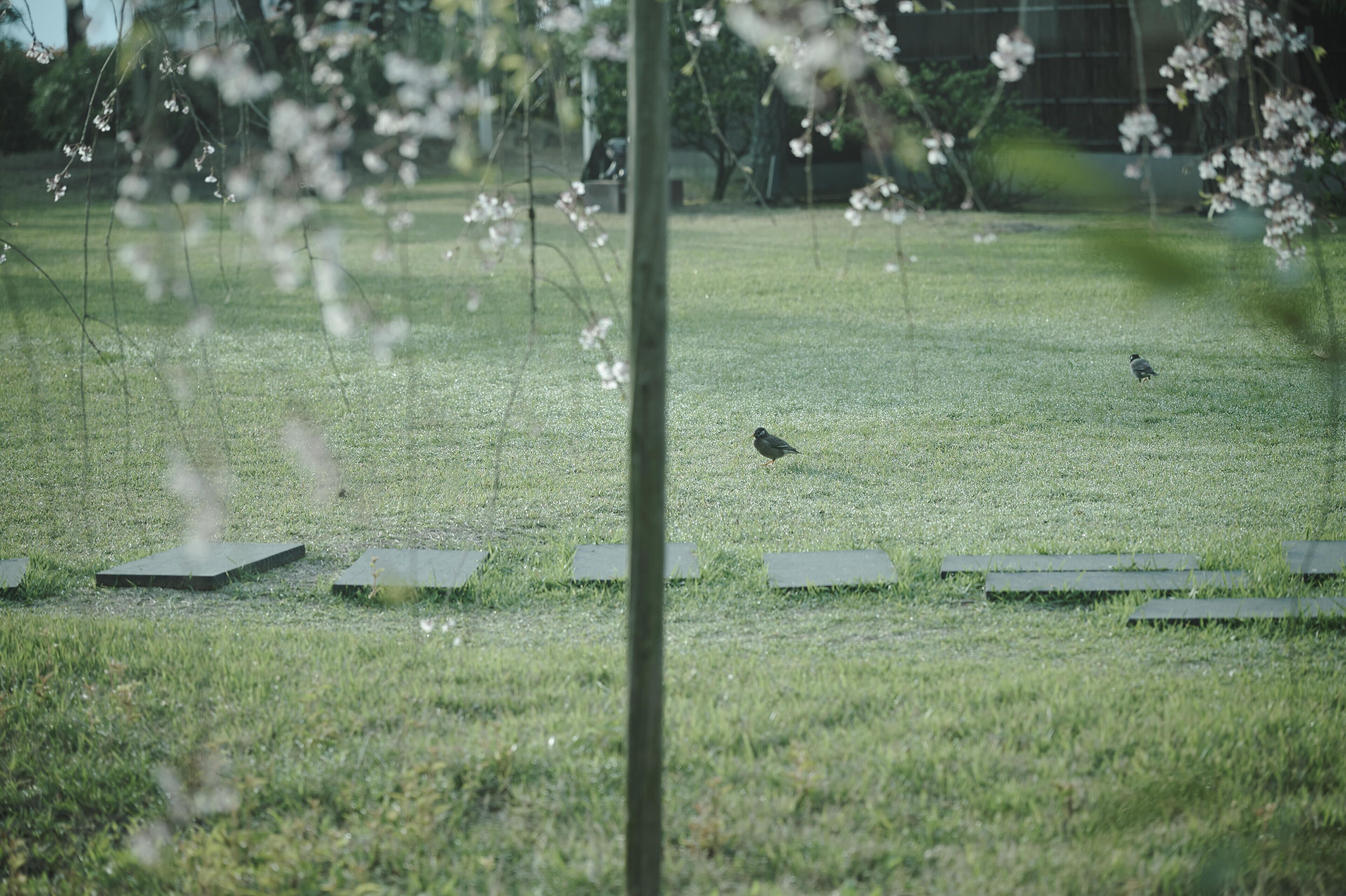 A grassy area with a bird and a tree in the foreground.