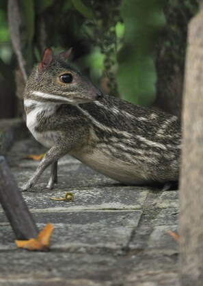 บริเวณที่พัก