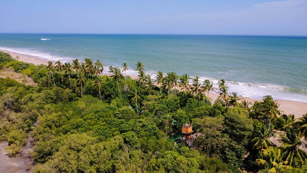 A tropical beach with dense palm trees and a clear view of the ocean. - The Waves Beach Chalets (Tangalle)