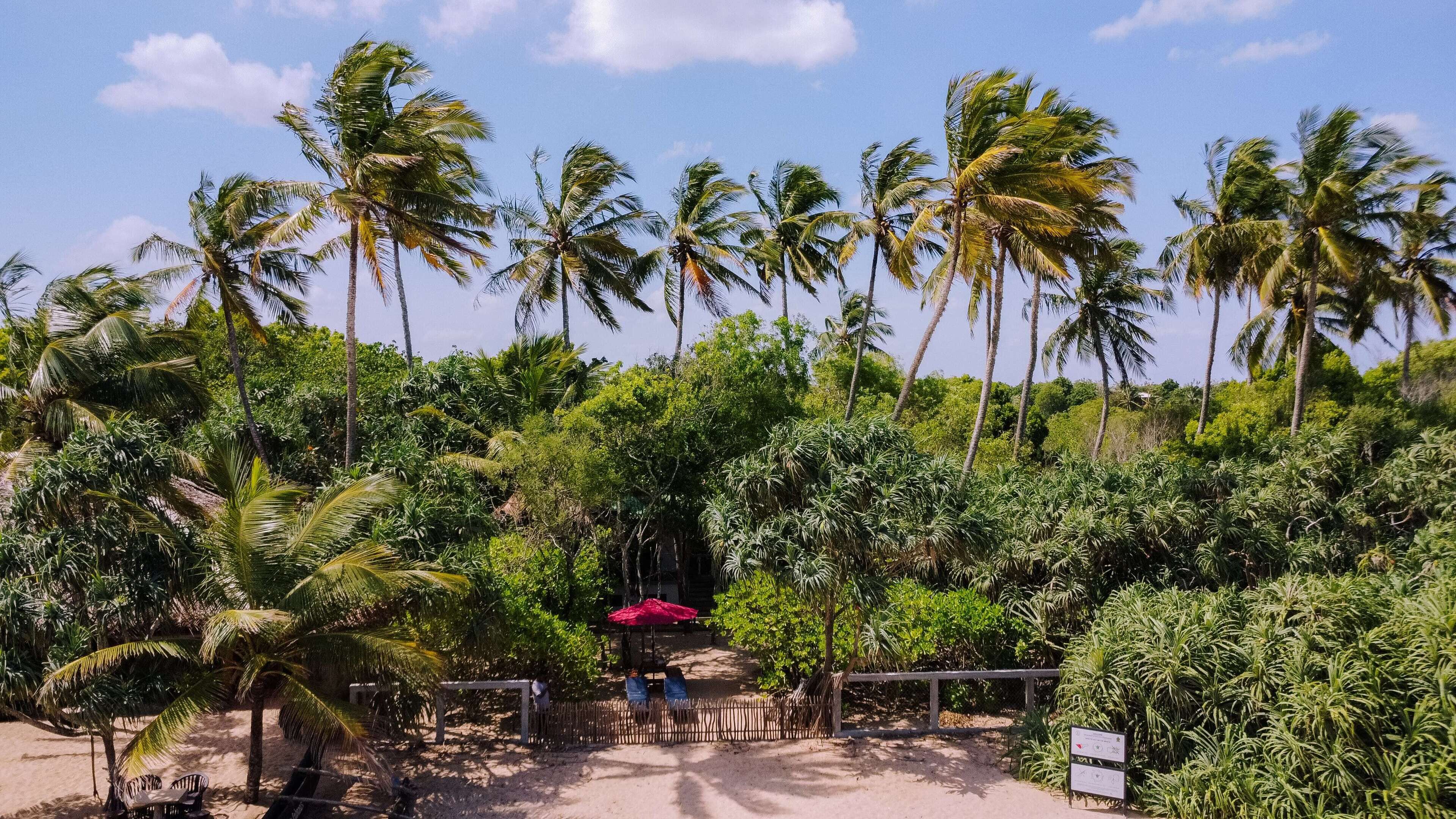 A tropical garden with palm trees, a red umbrella, and a wooden fence.